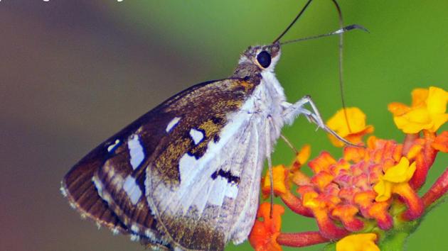 You can also check out the butterfly park in Sector 26 or the forests of Kansal and Nepli. But don’t let your shadow fall on them or they will fly away. (Kulbhushan Kanwar)