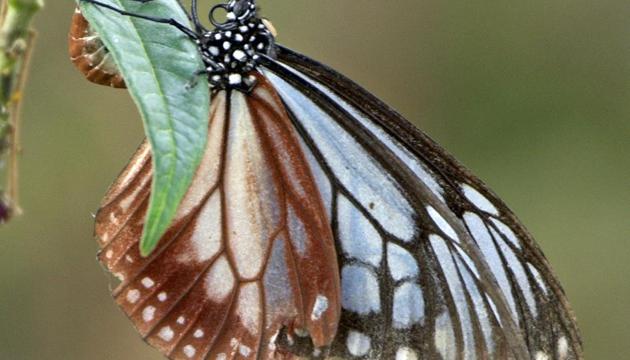 Don’t dismiss the butterflies as pretty little things with gossamer thin wings. They have a mind of their own with strong likes and dislikes. (Kulbhushan Kanwar)