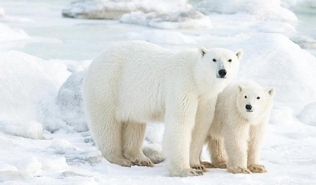 Polar bears are not aggressive, they’re intelligent and curious(Anjali Singh)