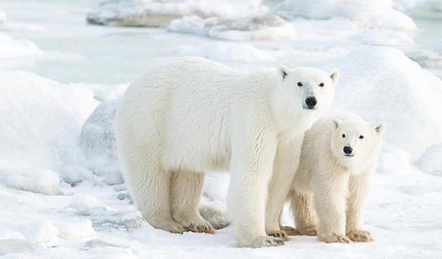 polar bears are aggressive