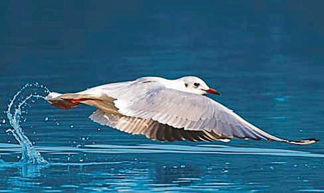 A Black-headed gull in non-breeding plumage at Sukhna Lake. (Gur Simrat Singh) A Black-headed gull in non-breeding plumage at Sukhna Lake. (Gur Simrat Singh)
