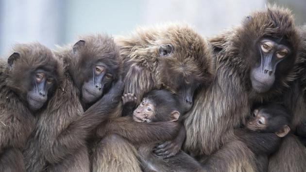 Female Gelada baboons, also known as bleeding-heart baboons, cuddle with their young in order to keep warm at the Wilhelma zoo on January 03, 2018 in Stuttgart, Germany. (Sebastian Gollnow / dpa via AP) Female Gelada baboons, also known as bleeding-heart baboons, cuddle with their young in order to keep warm at the Wilhelma zoo on January 03, 2018 in Stuttgart, Germany. (Sebastian Gollnow / dpa via AP)