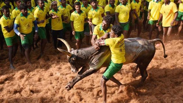 The bull tamer taming a bull during a Jallikattu event organised at Avaniyapuram in Madurai on Sunday.(PTI File Photo)