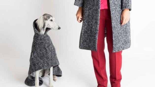 dog high fashion