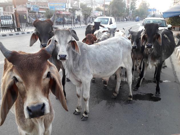 Congress leaders said stray cattle feed on plastic that leads to their death. (HT Photo) Congress leaders said stray cattle feed on plastic that leads to their death. (HT Photo)