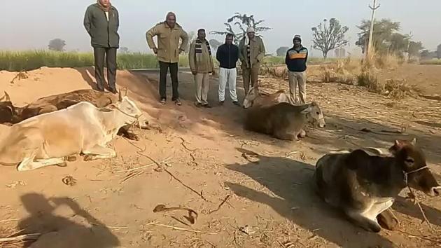 Rajasthan Police personnel pose with the rescued cows. (HT Photo) Rajasthan Police personnel pose with the rescued cows. (HT Photo)