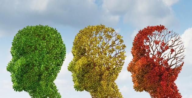The results of the AU study conclude that fisetin can protect the brain from damage induced by aging. (HT) The results of the AU study conclude that fisetin can protect the brain from damage induced by aging. (HT)