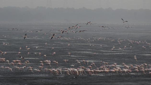 Sewri-Mahul Creek (Hindustan Times) Sewri-Mahul Creek (Hindustan Times)