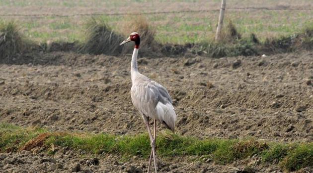 The event was started by the previous Samajwadi Party government, and for the first two years (2015 and 2016), it was organised at the Chambal Safari. (HT File Photo) The event was started by the previous Samajwadi Party government, and for the first two years (2015 and 2016), it was organised at the Chambal Safari. (HT File Photo)