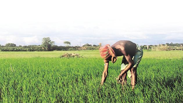 Land is among the most commonly used collateral for farm-credit.(AFP File Photo) Land is among the most commonly used collateral for farm-credit.(AFP File Photo)