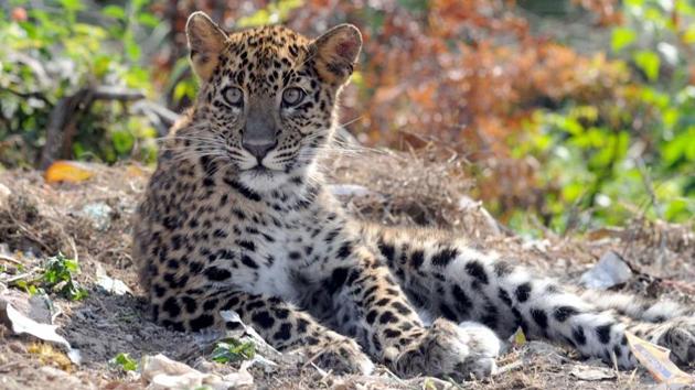 File photo of a leopard . The animal involved in the attacks on the children in Chhindwara district is said to be a young one. (HT PHOTO) File photo of a leopard . The animal involved in the attacks on the children in Chhindwara district is said to be a young one. (HT PHOTO)