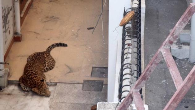 The leopard was caught after it attacked a man at Suman Puri in Raipur area on Wednesday morning. Later, it was shifted to Dehradun Zoo for rehabilitation. (HT Photo) The leopard was caught after it attacked a man at Suman Puri in Raipur area on Wednesday morning. Later, it was shifted to Dehradun Zoo for rehabilitation. (HT Photo)