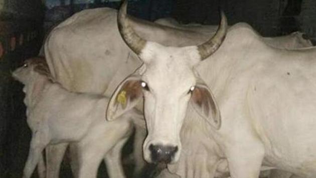 Cows inside a vehicle that was thrashed by cow vigilantes in Barmer. (HT File Photo) Cows inside a vehicle that was thrashed by cow vigilantes in Barmer. (HT File Photo)
