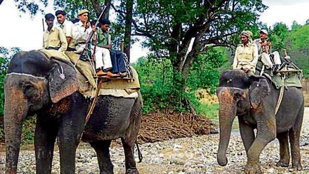 Corbett has 16 elephants serving inside the reserve. (HT Photo) Corbett has 16 elephants serving inside the reserve. (HT Photo)