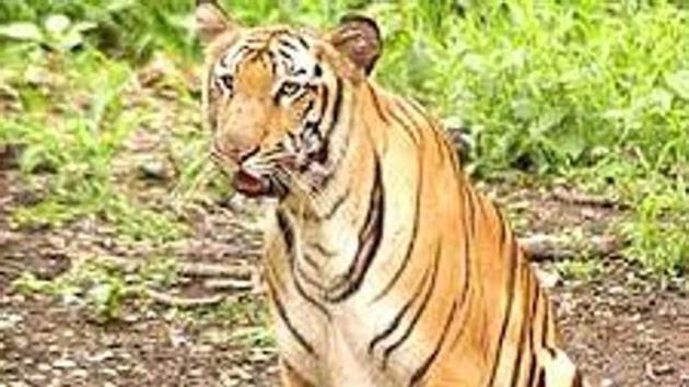 Representational picture. For some time experts suspected there are Royal Bengal tigers in Neora Valley but this was the first time the animal was sighted in the area. (HT Photo) Representational picture. For some time experts suspected there are Royal Bengal tigers in Neora Valley but this was the first time the animal was sighted in the area. (HT Photo)