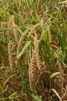 In theory, if ragi were to displace water guzzlers such as sugarcane and paddy, it should help fight climate change(File photo)