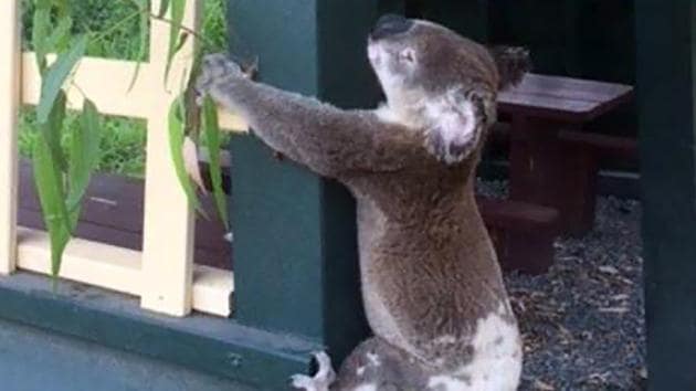 A dead koala screwed to a pole of a picnic shelter at Brooloo Park Lookout near Gympie. (AFP) A dead koala screwed to a pole of a picnic shelter at Brooloo Park Lookout near Gympie. (AFP)