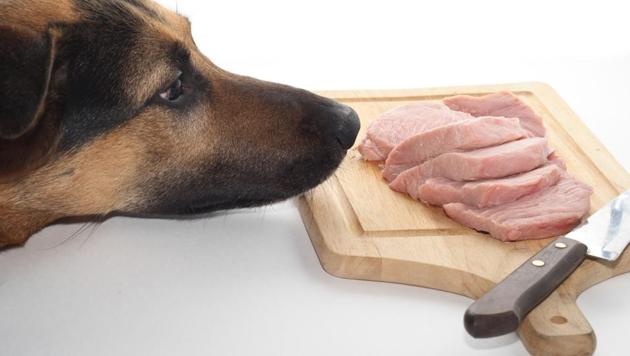 The touted benefits of raw meat diets for dogs and cats are not backed by evidence, researchers say. (Shutterstock) The touted benefits of raw meat diets for dogs and cats are not backed by evidence, researchers say. (Shutterstock)