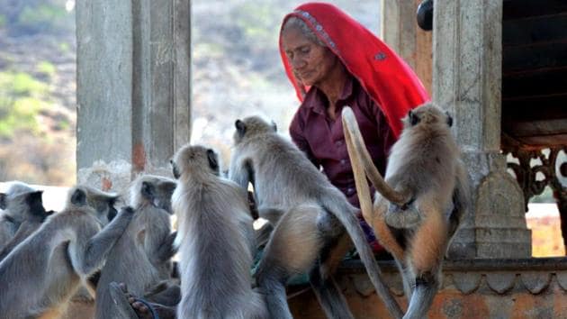 An old woman feeds langurs near Galtaji temple in Jaipur. This photo was part of an exhibition, titled ‘City vs Sensitivity’, by students of Rajasthan University’s centre for mass communication.(Prateek Saini/ File photo)