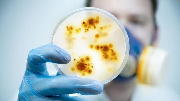 White blood cells are major components of the body’s immune defence. (Shutterstock) White blood cells are major components of the body’s immune defence. (Shutterstock)