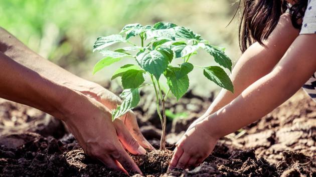 Senior lawyer Shailendra Singh Kushwaha said it was a ‘good initiative’ as it gave lawyers a chance to do something for the environment. (Representational Photo) Senior lawyer Shailendra Singh Kushwaha said it was a ‘good initiative’ as it gave lawyers a chance to do something for the environment. (Representational Photo)