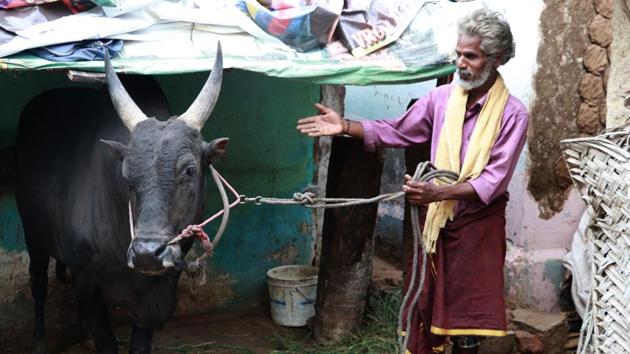 SR Ramar, a 50-year-old farmer with his prized bull Arulu, which will take part in the Jallikattu event in Aviniapuram. (Moses Abishek / HT Photo)