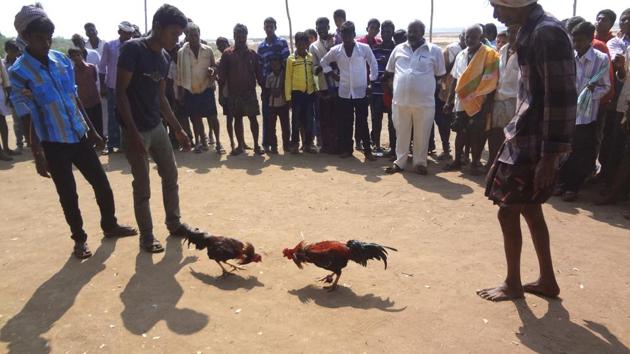 A cockfight near Vijayawada in Krishna district.(HT FILE PHOTO)