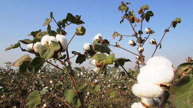 Cotton farmers in Maharashtra were hit by a pink bollworm attack that reportedly affected one crore quintal of cotton. (HT File) Cotton farmers in Maharashtra were hit by a pink bollworm attack that reportedly affected one crore quintal of cotton. (HT File)