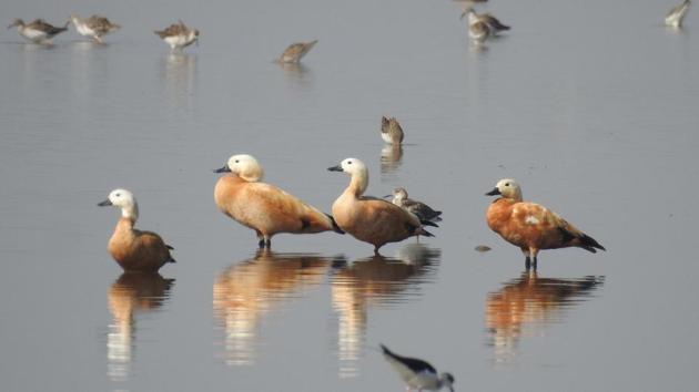 Migratory birds at a wetland in Kota. (AH Zaidi/HT Photo) Migratory birds at a wetland in Kota. (AH Zaidi/HT Photo)