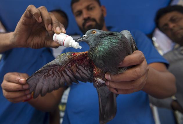 An injured pigeon being treated at a bird camp organised by Vile Parle Jain Sangh, near Jain temple in Vile Parle (East), on Sunday. (Satish Bate/HT) An injured pigeon being treated at a bird camp organised by Vile Parle Jain Sangh, near Jain temple in Vile Parle (East), on Sunday. (Satish Bate/HT)