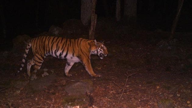 A tiger camera trapped above 12000 ft in Khatling area in Tehri in February 2017. HT Photo A tiger camera trapped above 12000 ft in Khatling area in Tehri in February 2017. HT Photo
