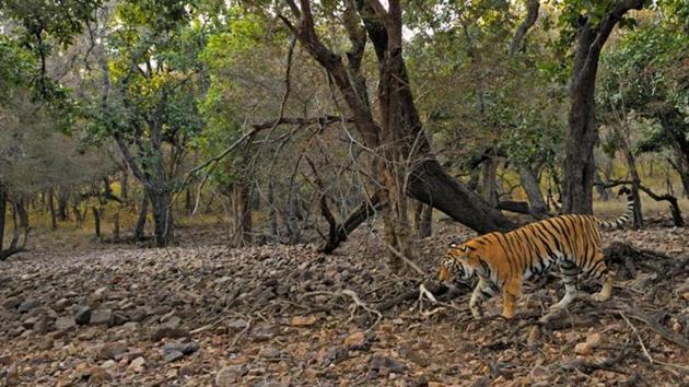 A Ttiger at the Ranthambore reserve.(Aditya Singh/Representative image)