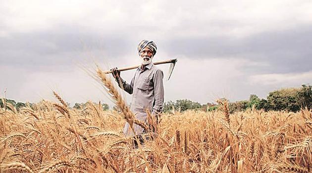 After approving cases of 1.6 lakh farmers last week, the CM said at a meeting with some Congress MLAs from rural belts of Malwa, Doaba and Majha on Monday that the data from secretaries of cooperative societies “could not alone be relied upon as they were all appointed by the Akalis during their regime”. (Representative Image) After approving cases of 1.6 lakh farmers last week, the CM said at a meeting with some Congress MLAs from rural belts of Malwa, Doaba and Majha on Monday that the data from secretaries of cooperative societies “could not alone be relied upon as they were all appointed by the Akalis during their regime”. (Representative Image)