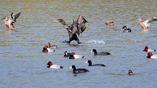 Migratory birds start arriving at Sukhna Lake in November and can be spotted till March. (HT File) Migratory birds start arriving at Sukhna Lake in November and can be spotted till March. (HT File)