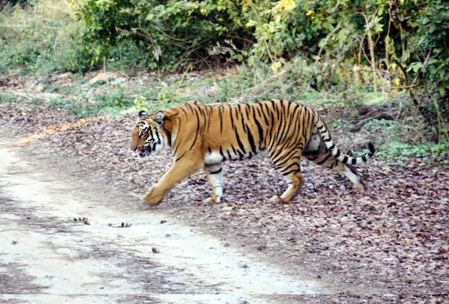 Uttarakhand has now Corbett and Rajaji tiger reserves. The Nandhaur wildlife sanctuary in Nainital district and Surai range are proposed to be new reserves. (HT Photo) Uttarakhand has now Corbett and Rajaji tiger reserves. The Nandhaur wildlife sanctuary in Nainital district and Surai range are proposed to be new reserves. (HT Photo)