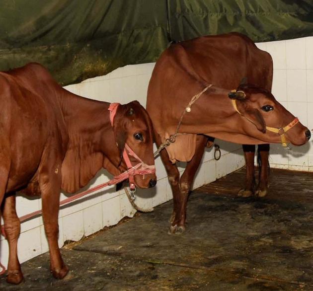 Cows at a shelter in chief minster TS Rawat’s official residence in Dehradun.(HT Photo) Cows at a shelter in chief minster TS Rawat’s official residence in Dehradun.(HT Photo)