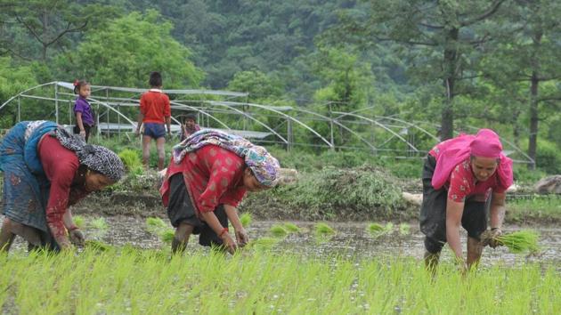 Doon Basmati, besides being a rare variety of rice, is an intrinsic part of Dehradun’s rich heritage, an official says. (HT File Photo) Doon Basmati, besides being a rare variety of rice, is an intrinsic part of Dehradun’s rich heritage, an official says. (HT File Photo)