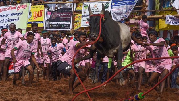 Participants try to control a bull during Jallikattu in Palamedu on the outskirts of Madurai on Monday.(AFP Photo)