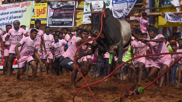 Participants try to reign in a bull during a Jallikattu event in Palamedu. Despite heightened arrangements, some spectators came in the way of a running bull near the collection point, nearly half a kilometre from the playing area, resulting in injuries. (Arun Sankar / AFP) Participants try to reign in a bull during a Jallikattu event in Palamedu. Despite heightened arrangements, some spectators came in the way of a running bull near the collection point, nearly half a kilometre from the playing area, resulting in injuries. (Arun Sankar / AFP)