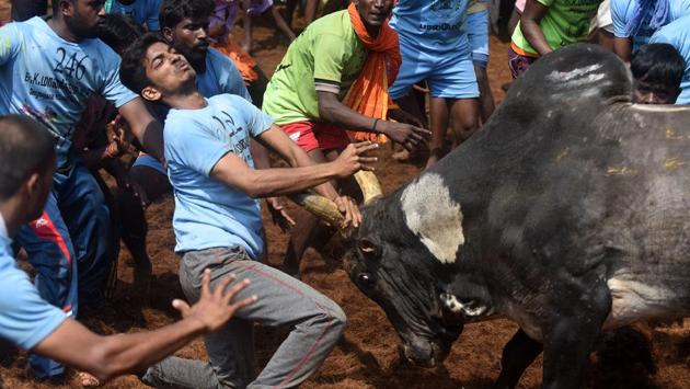 The Madurai district administration has made elaborate security arrangements at Avaniapuram where 625 bulls and an equal number of tamers participated in the event. Both were subjected to fitness tests before competing. (Arun Sankar / AFP) The Madurai district administration has made elaborate security arrangements at Avaniapuram where 625 bulls and an equal number of tamers participated in the event. Both were subjected to fitness tests before competing. (Arun Sankar / AFP)