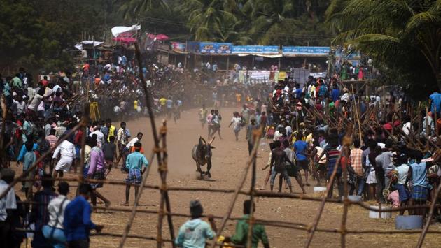 On Monday, as against the 1,000 bulls that were given tokens, only 458 could be released owing to paucity of time. The event began at 8:30 am and was declared closed by 3:15 pm. (Arun Sankar / AFP) On Monday, as against the 1,000 bulls that were given tokens, only 458 could be released owing to paucity of time. The event began at 8:30 am and was declared closed by 3:15 pm. (Arun Sankar / AFP)