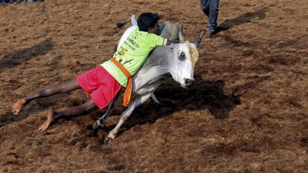 Interest in the sport has increased manifold, due to last year’s statewide agitations for revival. Allanganallur – the Mecca of Jallikattu celebrations – witnessed a police lathi-charge on Friday, after huge crowds tried to break into the player registration office. (R. Parthibhan / AP) Interest in the sport has increased manifold, due to last year’s statewide agitations for revival. Allanganallur – the Mecca of Jallikattu celebrations – witnessed a police lathi-charge on Friday, after huge crowds tried to break into the player registration office. (R. Parthibhan / AP)