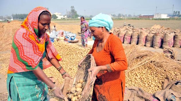 Doaba farmers, who supply potato across the country, are dumping their old produce on the roads in the absence of buyers.(HT File)