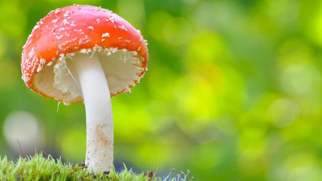 Psychedelic drugs like magic mushrooms can help relieve the symptoms of depression, without the ‘dulling’ of emotions linked with antidepressants, a study has found. (Shutterstock) Psychedelic drugs like magic mushrooms can help relieve the symptoms of depression, without the ‘dulling’ of emotions linked with antidepressants, a study has found. (Shutterstock)