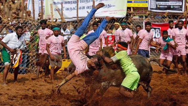 A villager is pinned down by a bull as another attempts to control him during a Jallikattu event, on the outskirts of Madurai. The Allanganallur Jallikattu committee has received Rs 10 lakh in donations, with Palamedu also pitching in. Local sponsors offer prizes ranging from gold coins to consumer durables and vehicles. (Abhishek N. Chinnappa / REUTERS) A villager is pinned down by a bull as another attempts to control him during a Jallikattu event, on the outskirts of Madurai. The Allanganallur Jallikattu committee has received Rs 10 lakh in donations, with Palamedu also pitching in. Local sponsors offer prizes ranging from gold coins to consumer durables and vehicles. (Abhishek N. Chinnappa / REUTERS)