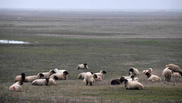 A picture taken on January 15, 2018 shows sheep in a field nearby the US Deveselu military base hosting a anti-missile shield in the village of Stoenesti, southern Romania.(AFP Photo) A picture taken on January 15, 2018 shows sheep in a field nearby the US Deveselu military base hosting a anti-missile shield in the village of Stoenesti, southern Romania.(AFP Photo)