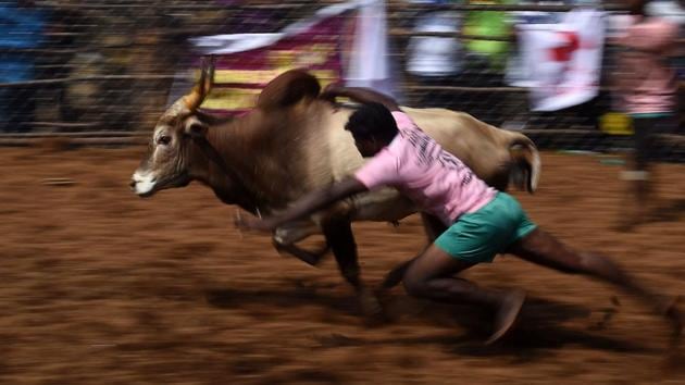 A participant tries to control a bull during an annual bull-taming event 'Jallikattu' in the village of Palamedu on the outskirts of Madurai. (AFP Photo) A participant tries to control a bull during an annual bull-taming event 'Jallikattu' in the village of Palamedu on the outskirts of Madurai. (AFP Photo)