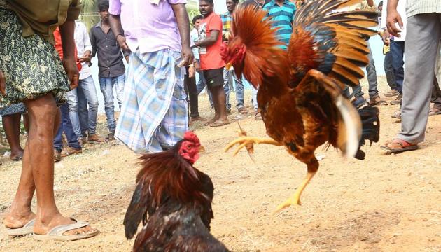 Cockfighting in a village in coastal Andhra Pradesh.(HT PHOTO)