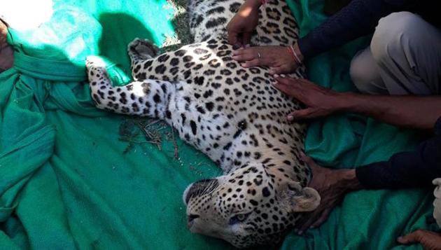 Forest department officials with the leopard which was caught in Barmer on Wednesday.(HT Photo) Forest department officials with the leopard which was caught in Barmer on Wednesday.(HT Photo)
