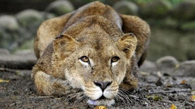 At present, the park has 21 enclosures, where endangered animals, including lions, a tiger, and a leopard among others are housed in a natural surroundings. (Photo for representation) At present, the park has 21 enclosures, where endangered animals, including lions, a tiger, and a leopard among others are housed in a natural surroundings. (Photo for representation)